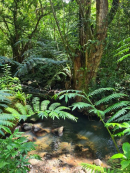 Honolulu_Manoa_Falls_8