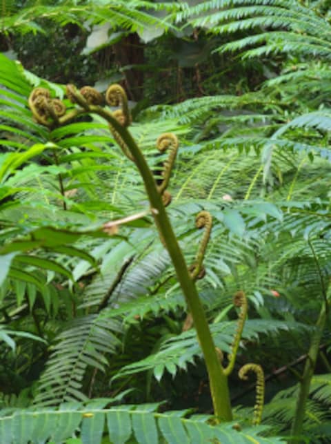Manoa Falls
