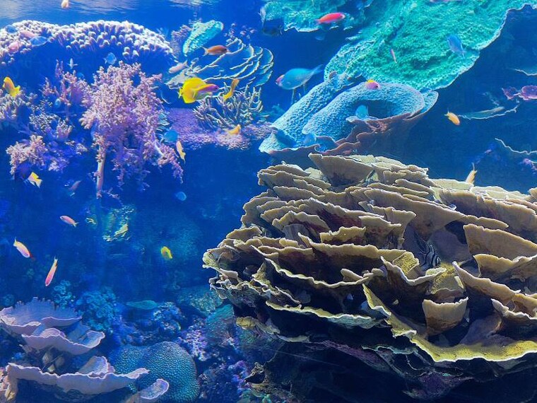 Valencia_Oceanografic_10