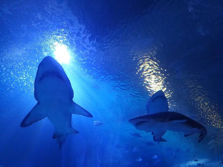 Valencia_Oceanografic_6