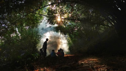 Navigate Bamboo Forests at Thoubal