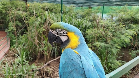 Chidiya Badhak Falls