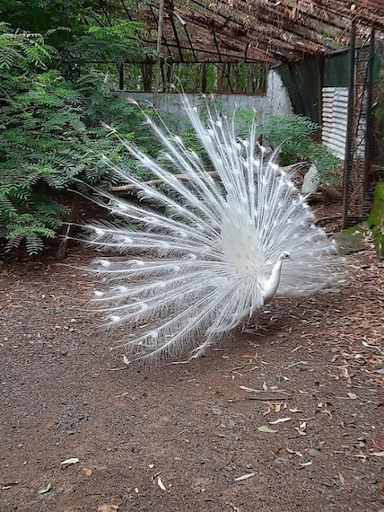 Chidiya_Badhak_Falls_3