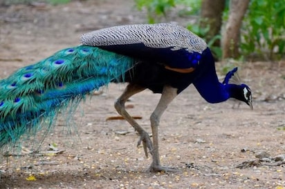 Smriti Van | Jaipur - What to Expect | Timings | Tips - Trip Ideas by  MakeMyTrip