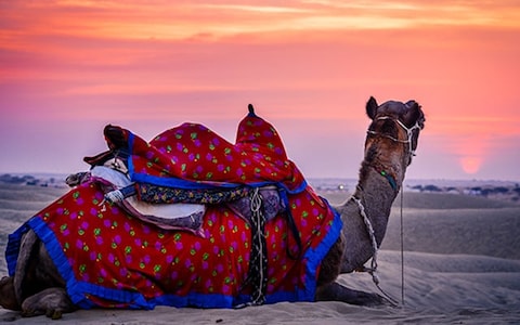Camel Safaris