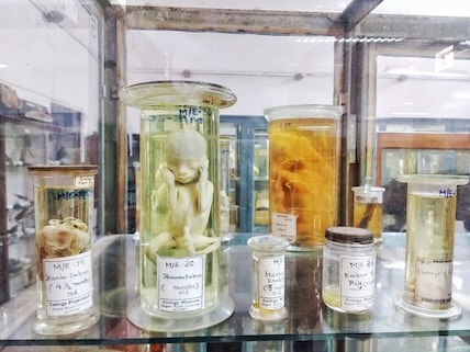 Zoological Museum
