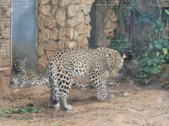 Jerusalem_The_Tisch_Family_Zoological_Gardens_5