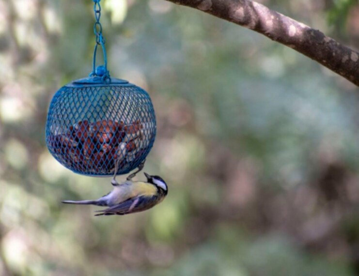 Jerusalem_Bird_Observatory_2