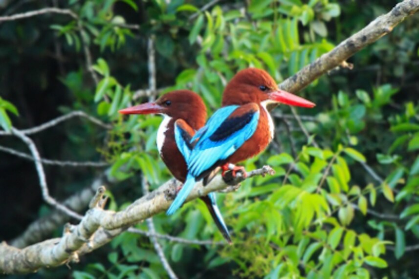 Jerusalem_Bird_Observatory_3