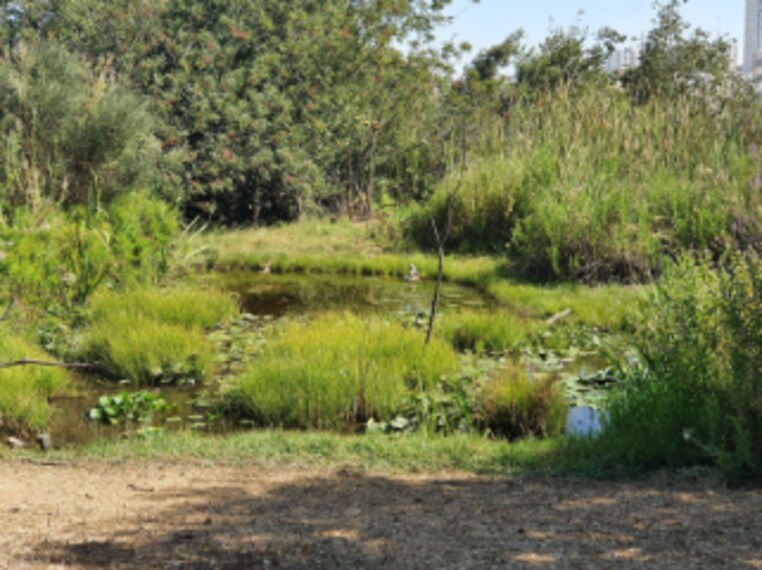 Jerusalem_Bird_Observatory_4