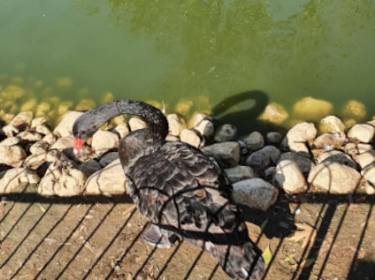 Jerusalem_Jerusalem_Biblical_Zoo_9