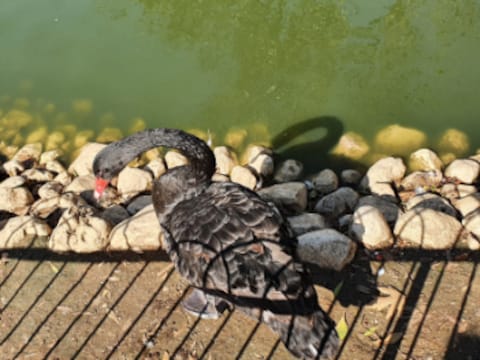Jerusalem Biblical Zoo