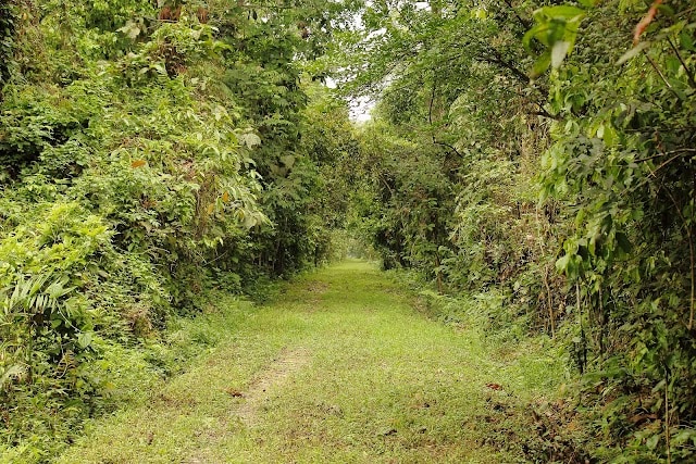 Hoollongapar_Gibbon_Wildlife_Sanctuary_2
