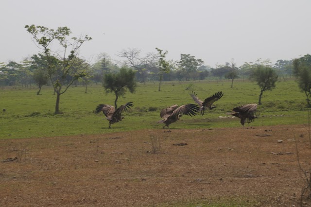Molai_Forest_2