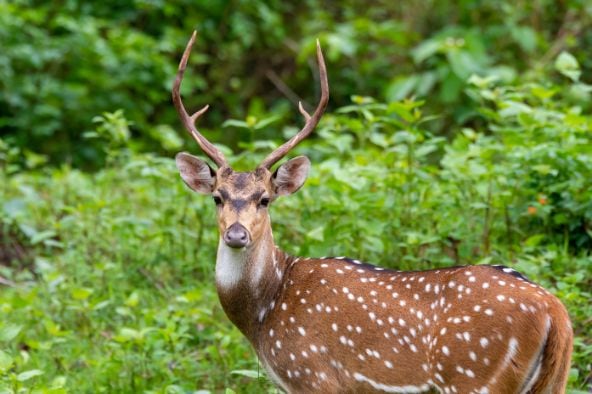 Kabini Nagarhole National Park Landscape Image