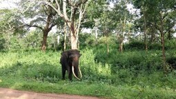 Elephant Safari Near Kabini