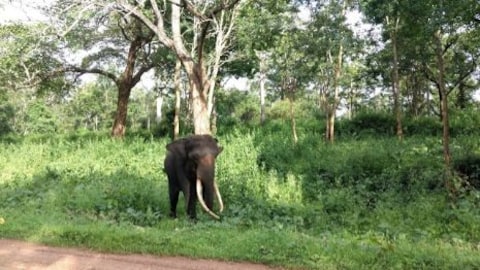 Elephant Safari Near Kabini