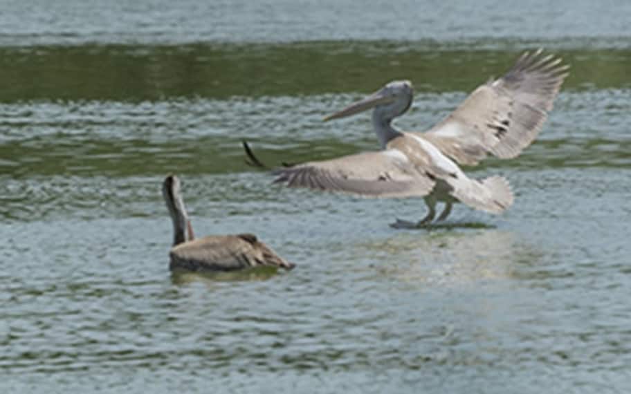 Kanchipuram Vedanthangal Bird Sanctuary