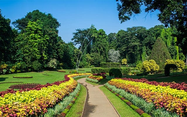 Kandy Royal Botanical Gardens Landscape Image