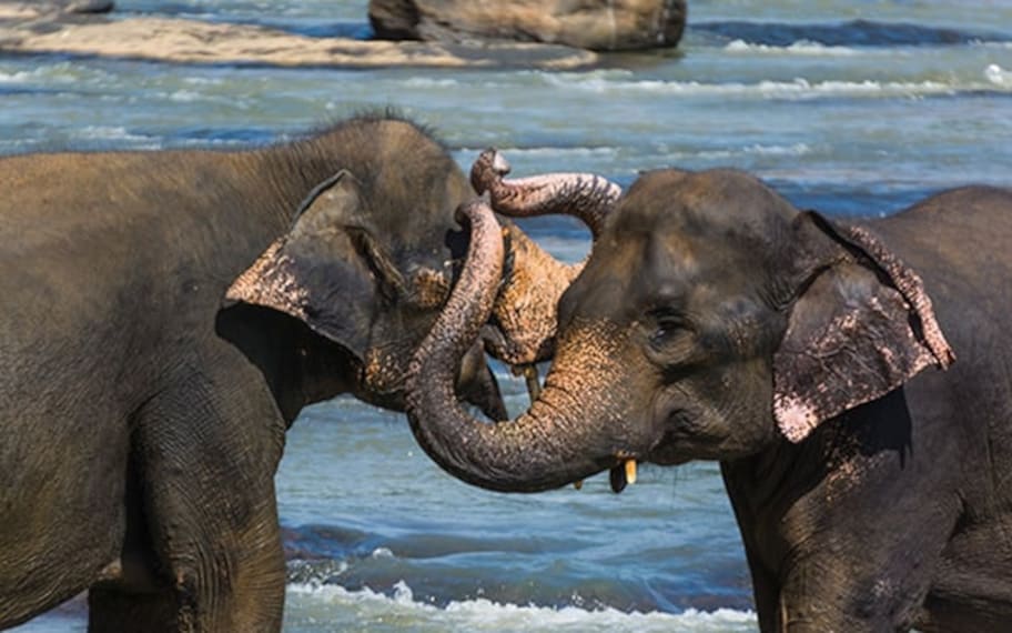 Kandy Pinnawala Elephant Orphanage Landscape Image