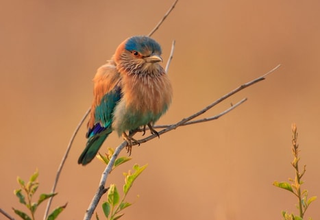 Indulge in Bird Watching