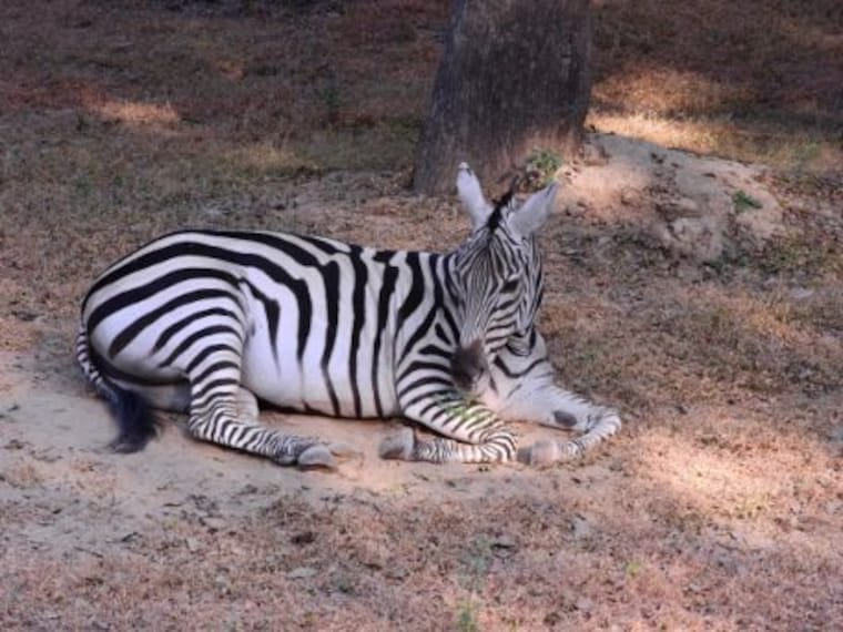 kanpur_allen_forest_zoo