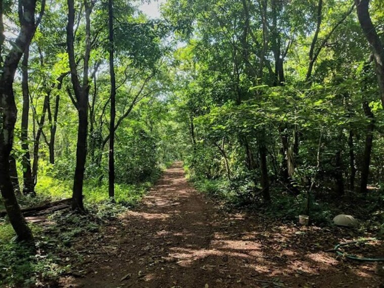 Kareems_Forest_Park_1