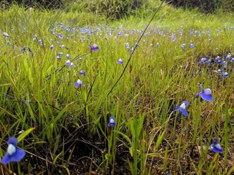 Kareems_Forest_Park_3