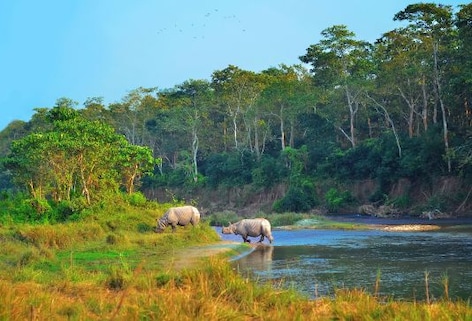 Jungle Safari in Chitwan National Park