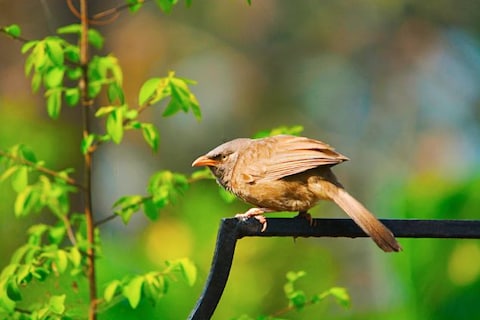 Bird Watching in Kaziranga