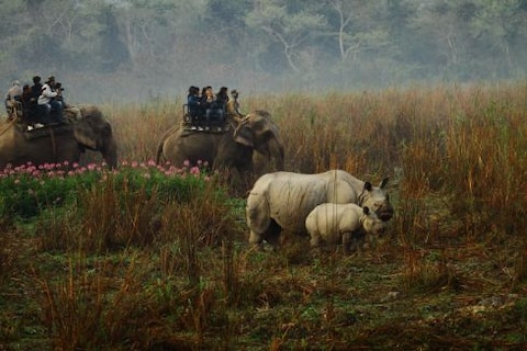 Elephant Safari in Kaziranga