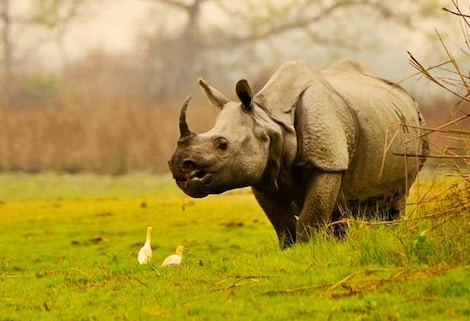 Panbari Reserve Forest