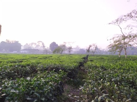 Cinnamora Tea Estate
