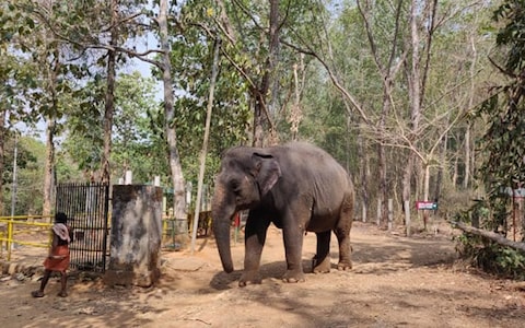 Visiting Kodanad Elephant Training Centre