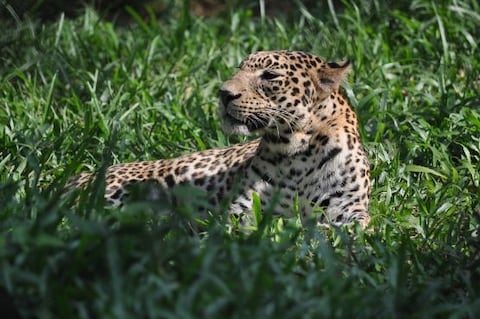 Trivandrum Zoo