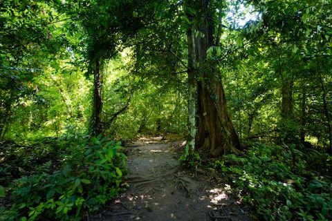 Thung Teao Forest National Park