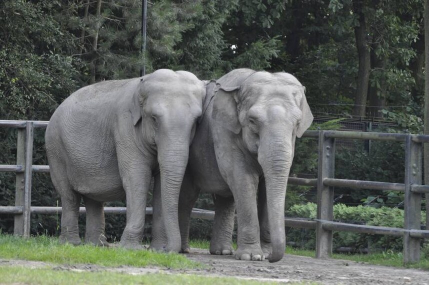 Krakow_Krakow_Zoo_3