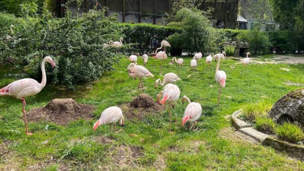 Krakow_Krakow_Zoo_4