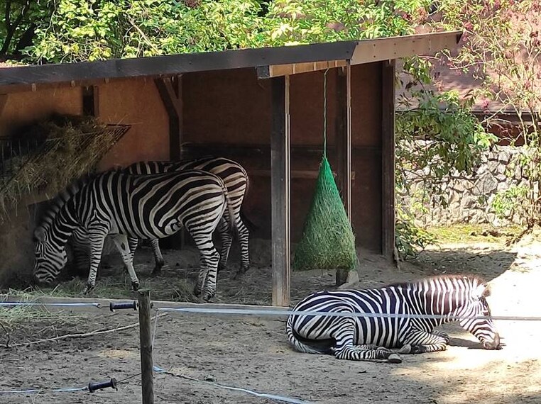 Krakow_Krakow_Zoo_7