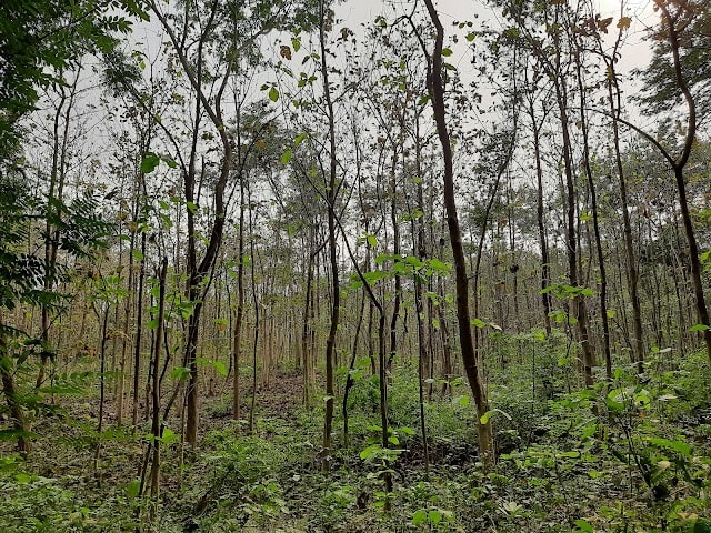 Hijuli_Forest_Ranaghat_2