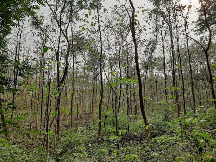 Hijuli_Forest_Ranaghat_2