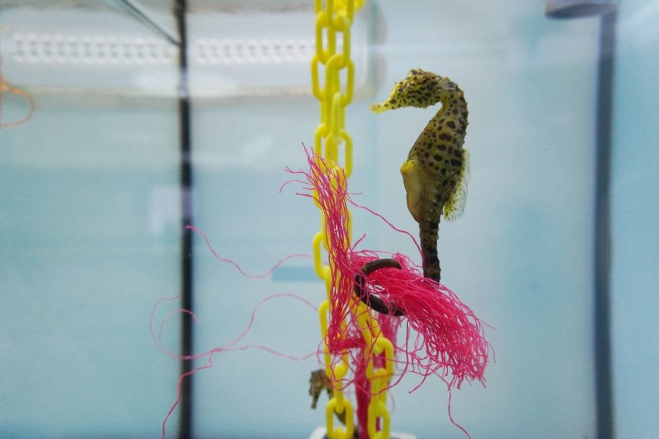 kuala_lumpur_aquaria_klcc_4