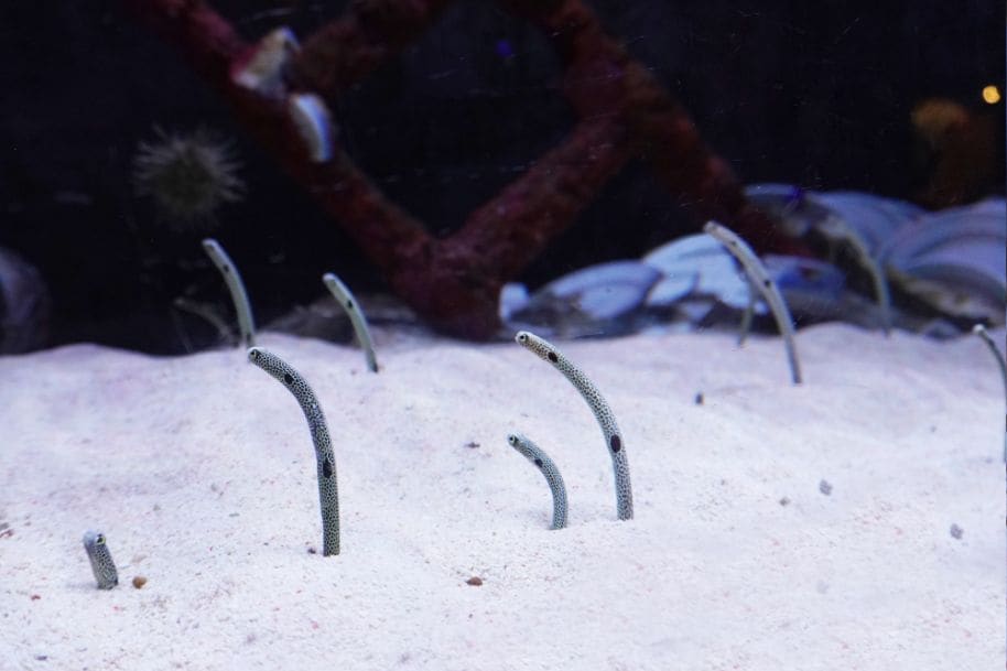 kuala_lumpur_aquaria_klcc_5