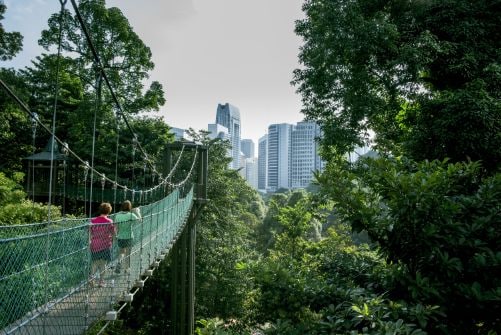 kuala_lumpur_bukit_nanas_forest_reserve_1