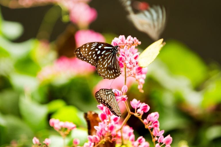 kuala_lumpur_kuala_lumpur_butterfly_park_1