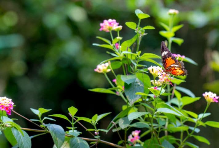 kuala_lumpur_kuala_lumpur_butterfly_park_2