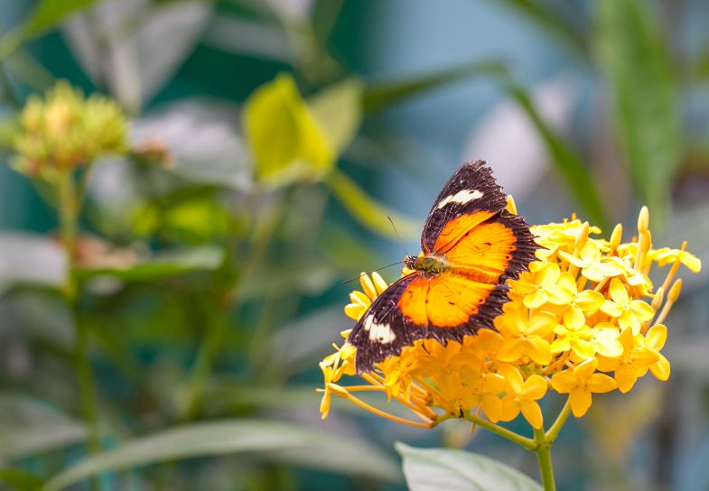 kuala_lumpur_kuala_lumpur_butterfly_park_3