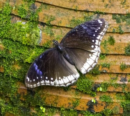 kuala_lumpur_kuala_lumpur_butterfly_park_4