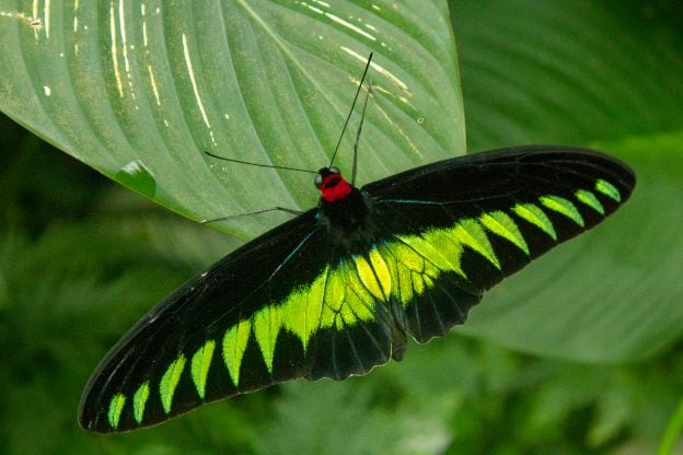 kuala_lumpur_kuala_lumpur_butterfly_park_5