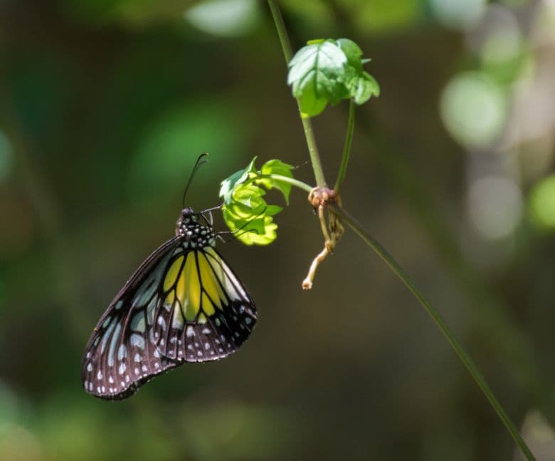 kuala_lumpur_kuala_lumpur_butterfly_park_6